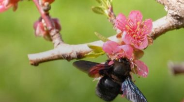 Les Chemins de la Biodiversité en PACA s'organisent autour d'Apidae